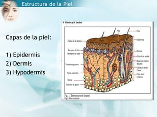 Capas de la piel:
1) Epidermis
2) Dermis
3) Hypodermis
 