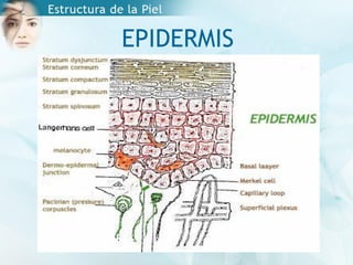 EPIDERMIS
 