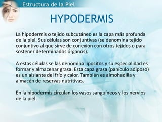 HYPODERMIS
La hipodermis o tejido subcutáneo es la capa más profunda
de la piel. Sus células son conjuntivas (se denomina tejido
conjuntivo al que sirve de conexión con otros tejidos o para
sostener determinados órganos).
A estas células se las denomina lipocitos y su especialidad es
formar y almacenar grasa. Esta capa grasa (panículo adiposo)
es un aislante del frío y calor. También es almohadilla y
almacén de reservas nutritivas.
En la hipodermis circulan los vasos sanguíneos y los nervios
de la piel.
 