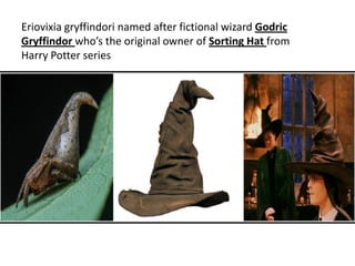 Eriovixia gryffindori named after fictional wizard Godric
Gryffindor who’s the original owner of Sorting Hat from
Harry Potter series
 