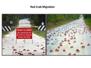 Red Crab Migration
 