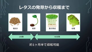 レタスの発芽から収穫まで
種まき 発芽 苗の育成 収穫
40日間2日間
 