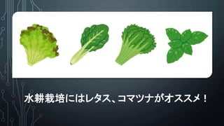 水耕栽培にはレタス、コマツナがオススメ！
 