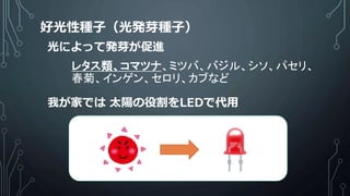 好光性種子（光発芽種子）
レタス類、コマツナ、ミツバ、バジル、シソ、パセリ、
春菊、インゲン、セロリ、カブなど
光によって発芽が促進
我が家では 太陽の役割をLEDで代用
 