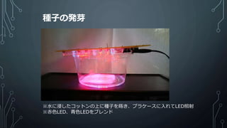 種子の発芽
※水に浸したコットンの上に種子を蒔き、プラケースに入れてLED照射
※赤色LED、青色LEDをブレンド
 