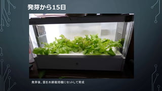 発芽から15日
発芽後、苗を水耕栽培機にセットして育成
 