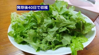 発芽後40日で収穫
 