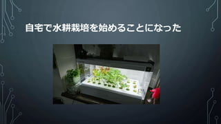 自宅で水耕栽培を始めることになった
 