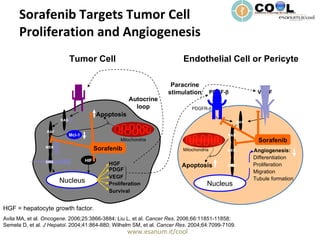 Sorafenib Targets Tumor Cell  Proliferation and Angiogenesis Endothelial Cell or Pericyte Proliferation Migration Angiogenesis: Tubule formation PDGF-  VEGF VEGFR-2 PDGFR-  Paracrine stimulation Differentiation Mitochondria Apoptosis Tumor Cell PDGF VEGF Proliferation Survival Mitochondria HIF Nucleus Apoptosis ERK RAS MEK RAF Nucleus RAF Mcl-1 Avila MA, et al.  Oncogene . 2006;25:3866-3884; Liu L, et al.  Cancer Res . 2006;66:11851-11858; Semela D, et al.  J Hepatol . 2004;41:864-880; Wilhelm SM, et al.  Cancer Res . 2004;64:7099-7109. HGF HGF Autocrine loop Sorafenib Sorafenib HGF = hepatocyte growth factor. RAS ERK MEK 