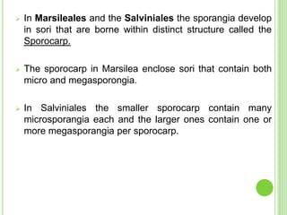  In Marsileales and the Salviniales the sporangia develop
in sori that are borne within distinct structure called the
Sporocarp.
 The sporocarp in Marsilea enclose sori that contain both
micro and megasporongia.
 In Salviniales the smaller sporocarp contain many
microsporangia each and the larger ones contain one or
more megasporangia per sporocarp.
 