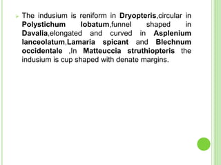  The indusium is reniform in Dryopteris,circular in
Polystichum lobatum,funnel shaped in
Davalia,elongated and curved in Asplenium
lanceolatum,Lamaria spicant and Blechnum
occidentale ,In Matteuccia struthiopteris the
indusium is cup shaped with denate margins.
 