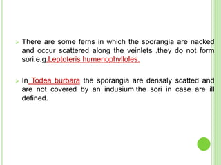  There are some ferns in which the sporangia are nacked
and occur scattered along the veinlets .they do not form
sori.e.g.Leptoteris humenophylloles.
 In Todea burbara the sporangia are densaly scatted and
are not covered by an indusium.the sori in case are ill
defined.
 