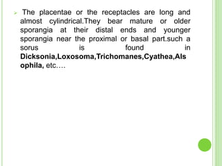  The placentae or the receptacles are long and
almost cylindrical.They bear mature or older
sporangia at their distal ends and younger
sporangia near the proximal or basal part.such a
sorus is found in
Dicksonia,Loxosoma,Trichomanes,Cyathea,Als
ophila, etc….
 