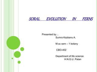 SORAL EVOLUTION IN FERNS
Presented by…
Sumra Kazbanu A.
M.sc sem – 1 botany
CBO-402
Department of life science
H.N.G.U. Patan
 