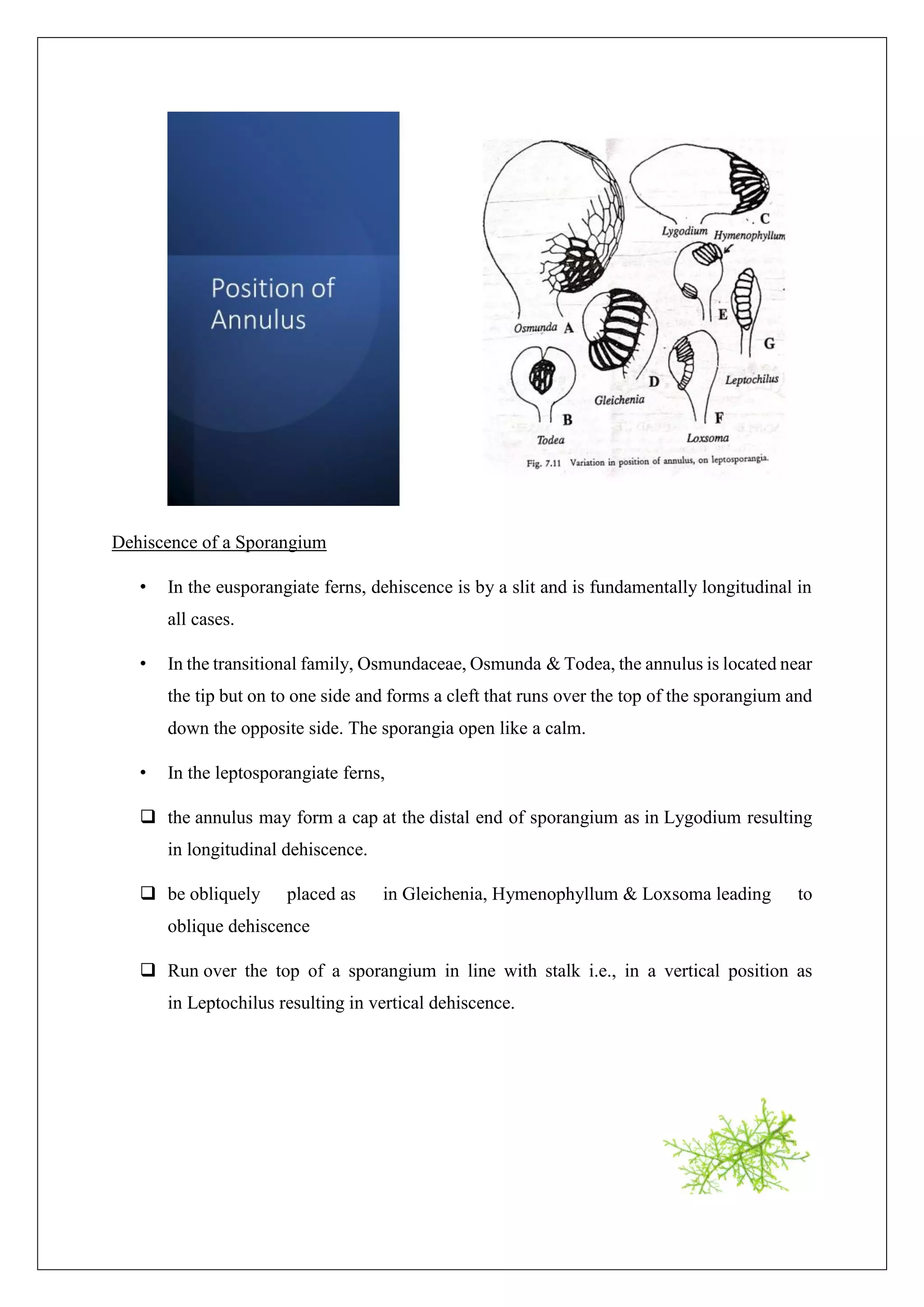 Soral & Sporangial Characters in Pteridophytes.pdf