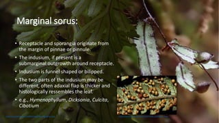 Soral & Sporangial Characters in pteridophytes.pptx