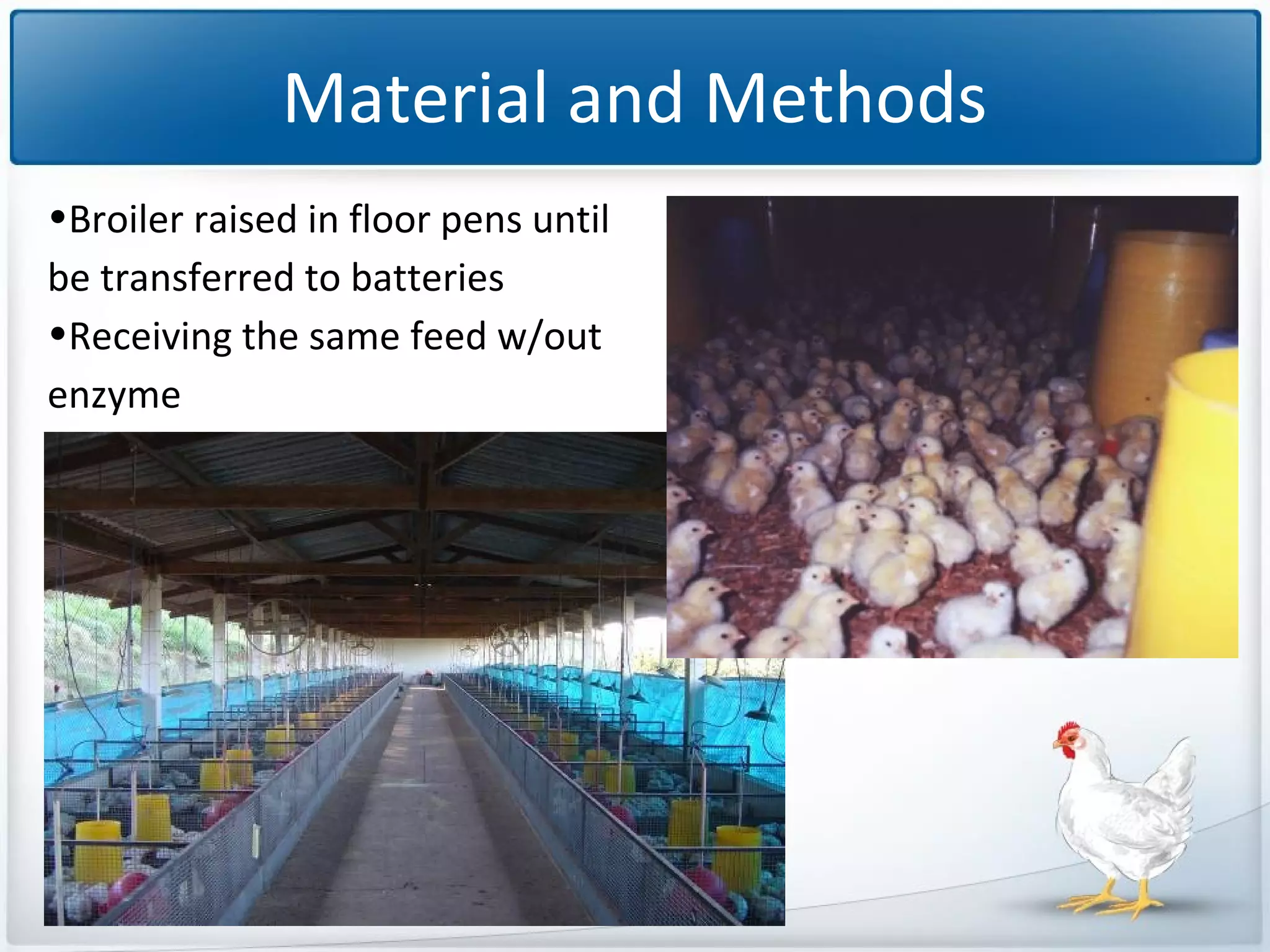 Material and Methods
•Broiler raised in floor pens until
be transferred to batteries
•Receiving the same feed w/out
enzyme

 