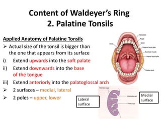 Content of Waldeyer’s Ring
2. Palatine Tonsils
Applied Anatomy of Palatine Tonsils
 Actual size of the tonsil is bigger than
the one that appears from its surface
i) Extend upwards into the soft palate
ii) Extend downwards into the base
of the tongue
iii) Extend anteriorly into the palatoglossal arch
 2 surfaces – medial, lateral
 2 poles – upper, lower
Medial
surfaceLateral
surface
 