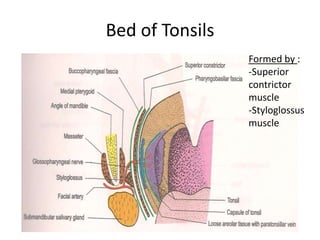 Bed of Tonsils
Formed by :
-Superior
contrictor
muscle
-Styloglossus
muscle
 