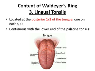 Content of Waldeyer’s Ring
3. Lingual Tonsils
• Located at the posterior 1/3 of the tongue, one on
each side
• Continuous with the lower end of the palatine tonsils
 
