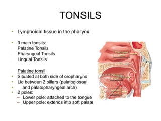 TONSILS
• Lymphoidal tissue in the pharynx.
• 3 main tonsils:
• Palatine Tonsils
• Pharyngeal Tonsils
• Lingual Tonsils
• Palatine tonsil
• Situated at both side of oropharynx
• Lie between 2 pillars (palatoglossal
• and palatopharyngeal arch)
• 2 poles:
– Lower pole: attached to the tongue
– Upper pole: extends into soft palate
 