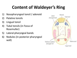 Content of Waldeyer’s Ring
1) Nasopharyngeal tonsil / adenoid
2) Palatine tonsils
3) Lingual tonsil
4) Tubal tonsils (in Fossa of
Rosemuller)
5) Lateral pharyngeal bands
6) Nodules (in posterior pharyngeal
wall)
 