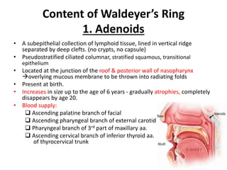 Content of Waldeyer’s Ring
1. Adenoids
• A subepithelial collection of lymphoid tissue, lined in vertical ridge
separated by deep clefts. (no crypts, no capsule)
• Pseudostratified ciliated columnar, stratified squamous, transitional
epithelium
• Located at the junction of the roof & posterior wall of nasopharynx
overlying mucous membrane to be thrown into radiating folds
• Present at birth.
• Increases in size up to the age of 6 years - gradually atrophies, completely
disappears by age 20.
• Blood supply:
 Ascending palatine branch of facial
 Ascending pharyngeal branch of external carotid
 Pharyngeal branch of 3rd part of maxillary aa.
 Ascending cervical branch of inferior thyroid aa.
of thyrocervical trunk
 