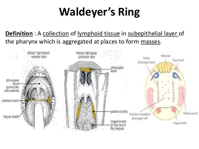 Waldeyer Ring Definition The Embryogenesis And Anatomy Of Waldeyer s Waldeyer Ring Definition The Embryogenesis And Anatomy Of Waldeyer s
