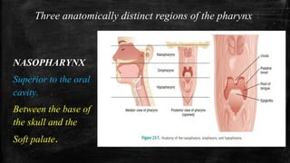 Three anatomically distinct regions of the pharynx
NASOPHARYNX
Superior to the oral
cavity.
Between the base of
the skull and the
Soft palate.
 