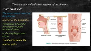 Three anatomically distinct regions of the pharynx
HYPOPHARYNX
The most caudal aspect of
the pharynx
Inferior to the Epiglottis.
Terminates where the
aerodigestive paths
become distinct,
at the esophagus and
larynx.
Vocal cords define the
Inferior pole.
 