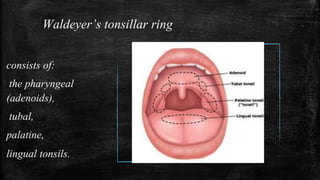 Waldeyer’s tonsillar ring
consists of:
the pharyngeal
(adenoids),
tubal,
palatine,
lingual tonsils.
 