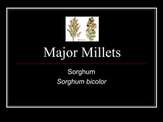 Major Millets
Sorghum
Sorghum bicolor
 