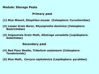 Recent Advances in Integrated Pest Management of Sorghum | PPT