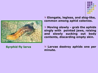 Saghosh Insect Recent Advances in Integrated Pest Management of Sorghum | PPT