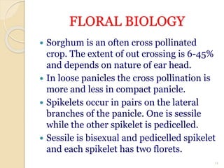 FLORAL BIOLOGY
 Sorghum is an often cross pollinated
crop. The extent of out crossing is 6-45%
and depends on nature of ear head.
 In loose panicles the cross pollination is
more and less in compact panicle.
 Spikelets occur in pairs on the lateral
branches of the panicle. One is sessile
while the other spikelet is pedicelled.
 Sessile is bisexual and pedicelled spikelet
and each spikelet has two florets.
11
 