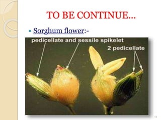 TO BE CONTINUE...
 Sorghum flower:-
13
 