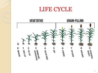 LIFE CYCLE
15
 