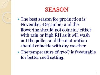 SEASON
 The best season for production is
November-December and the
flowering should not coincide either
with rain or high RH as it will wash
out the pollen and the maturation
should coincide with dry weather.
 The temperature of 37oC is favourable
for better seed setting.
17
 
