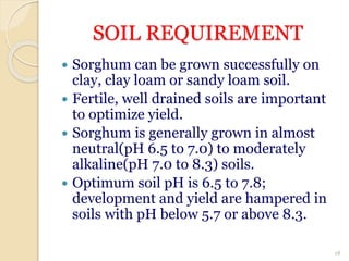 SOIL REQUIREMENT
 Sorghum can be grown successfully on
clay, clay loam or sandy loam soil.
 Fertile, well drained soils are important
to optimize yield.
 Sorghum is generally grown in almost
neutral(pH 6.5 to 7.0) to moderately
alkaline(pH 7.0 to 8.3) soils.
 Optimum soil pH is 6.5 to 7.8;
development and yield are hampered in
soils with pH below 5.7 or above 8.3.
18
 