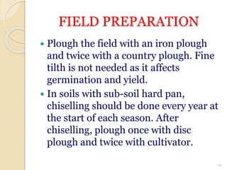 FIELD PREPARATION
 Plough the field with an iron plough
and twice with a country plough. Fine
tilth is not needed as it affects
germination and yield.
 In soils with sub-soil hard pan,
chiselling should be done every year at
the start of each season. After
chiselling, plough once with disc
plough and twice with cultivator.
19
 