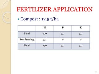 FERTILIZER APPLICATION
 Compost : 12.5 t/ha
20
N P K
Basal 100 50 50
Top dressing 50 0 0
Total 150 50 50
 