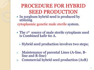 PROCEDURE FOR HYBRID
SEED PRODUCTION
 In sorghum hybrid seed is produced by
utilizing
cytoplasmic genetic male sterile system.
 The 1st source of male sterile cytoplasm used
is Combined kafir 60 A.
 Hybrid seed production involves two steps;
1. Maintenance of parental Lines (A-line, B-
line and R-line)
2. Commercial hybrid seed production (AxR)
22
 
