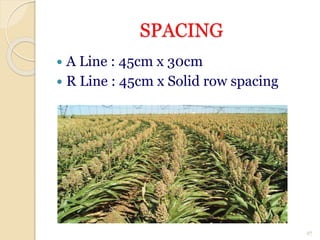 SPACING
 A Line : 45cm x 30cm
 R Line : 45cm x Solid row spacing
27
 