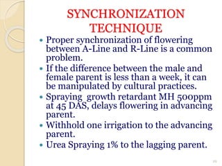 SYNCHRONIZATION
TECHNIQUE
 Proper synchronization of flowering
between A-Line and R-Line is a common
problem.
 If the difference between the male and
female parent is less than a week, it can
be manipulated by cultural practices.
 Spraying growth retardant MH 500ppm
at 45 DAS, delays flowering in advancing
parent.
 Withhold one irrigation to the advancing
parent.
 Urea Spraying 1% to the lagging parent.
29
 