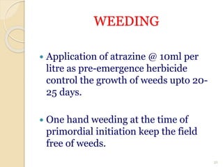 WEEDING
 Application of atrazine @ 10ml per
litre as pre-emergence herbicide
control the growth of weeds upto 20-
25 days.
 One hand weeding at the time of
primordial initiation keep the field
free of weeds.
32
 