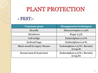 PLANT PROTECTION
PEST:-
33
Common pests Management techniques
Shootfly Monocrotophos 0.03%
Stemborer Rogar 0.3%
Gall midge Endosulphan 0.07%
Earhead bugs Endosulphan 0.07%
Black mould & sugary disease Endosulphan 0.07%+ Bavistin
@10g/lit
Kernal smut & head smut Endosulphan 0.07%+ Bavistin
@10g/lit
 