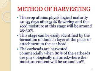 METHOD OF HARVESTING
 The crop attains physiological maturity
40-45 days after 50% flowering and the
seed moisture at this stage will be around
25-30%.
 This stage can be easily identified by the
formation of dunken layer at the place of
attachment to the ear head.
 The earheads are harvested
commercially when 80% of the earheads
are physiologically matured,where the
moisture content will be around 20%.
36
 