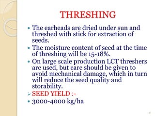 THRESHING
 The earheads are dried under sun and
threshed with stick for extraction of
seeds.
 The moisture content of seed at the time
of threshing will be 15-18%.
 On large scale production LCT threshers
are used, but care should be given to
avoid mechanical damage, which in turn
will reduce the seed quality and
storability.
SEED YIELD :-
 3000-4000 kg/ha
37
 
