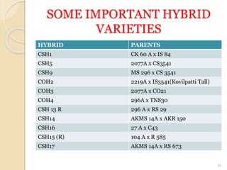 SOME IMPORTANT HYBRID
VARIETIES
HYBRID PARENTS
CSH1 CK 60 A x IS 84
CSH5 2077A x CS3541
CSH9 MS 296 x CS 3541
COH2 2219A x IS3541(Kovilpatti Tall)
COH3 2077A x CO21
COH4 296A x TNS30
CSH 13 R 296 A x RS 29
CSH14 AKMS 14A x AKR 150
CSH16 27 A x C43
CSH15 (R) 104 A x R 585
CSH17 AKMS 14A x RS 673
42
 