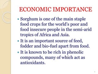 ECONOMIC IMPORTANCE
 Sorghum is one of the main staple
food crops for the world’s poor and
food insecure people in the semi-arid
tropics of Africa and Asia.
 It is an important source of feed,
fodder and bio-fuel apart from food.
 It is known to be rich in phenolic
compounds, many of which act as
antioxidants.
8
 